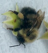 Bombus sandersoni image