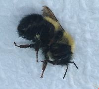 Bombus sandersoni image