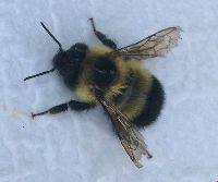 Bombus sandersoni image