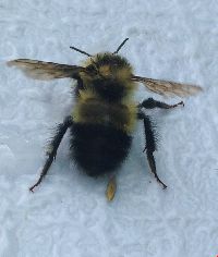 Bombus sandersoni image