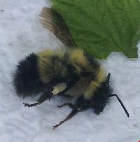 Bombus sandersoni image
