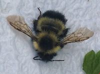 Bombus sandersoni image