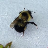 Bombus sandersoni image