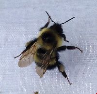Bombus sandersoni image