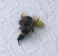 Bombus sandersoni image