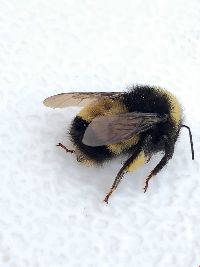 Bombus terricola image