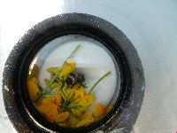 Bombus rufocinctus image