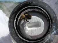 Bombus griseocollis image