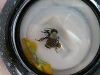 Bombus ternarius image