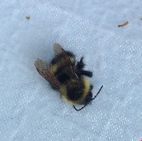 Bombus sandersoni image