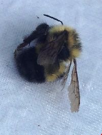 Bombus sandersoni image