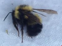 Bombus sandersoni image