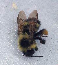 Bombus sandersoni image