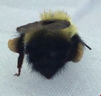 Bombus sandersoni image