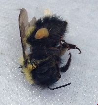 Bombus sandersoni image