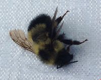 Bombus sandersoni image