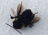 Bombus sandersoni image
