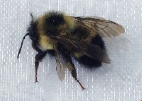 Bombus sandersoni image