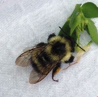Bombus sandersoni image