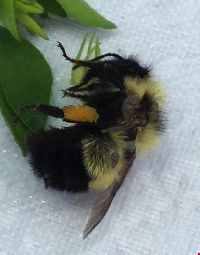 Bombus sandersoni image