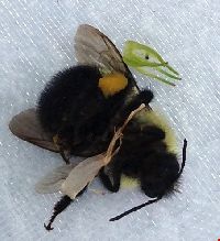 Bombus sandersoni image