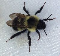 Bombus sandersoni image