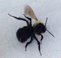Bombus sandersoni image