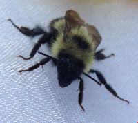 Bombus sandersoni image