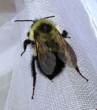 Bombus sandersoni image