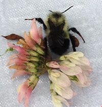 Bombus sandersoni image