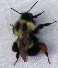 Bombus sandersoni image