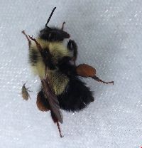 Bombus sandersoni image