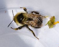 Bombus rufocinctus image