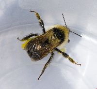 Bombus rufocinctus image