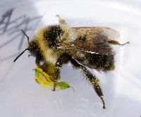 Bombus rufocinctus image