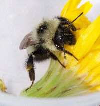 Bombus sandersoni image