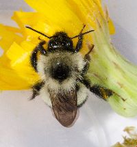 Bombus sandersoni image
