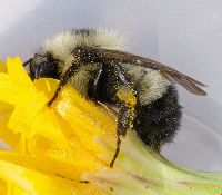 Bombus sandersoni image