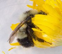 Bombus sandersoni image