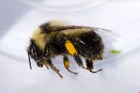 Bombus rufocinctus image