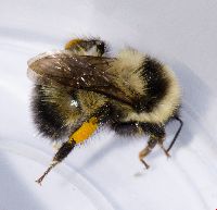Bombus rufocinctus image