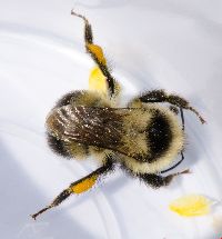 Bombus rufocinctus image