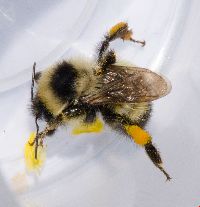 Bombus rufocinctus image