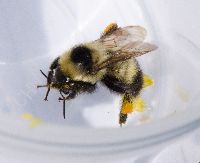 Bombus rufocinctus image
