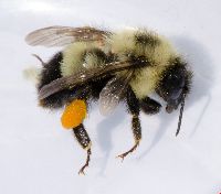 Bombus sandersoni image