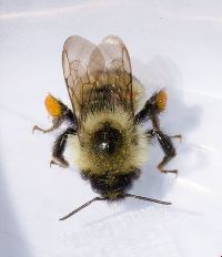 Bombus sandersoni image
