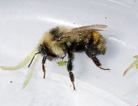 Bombus rufocinctus image