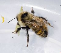 Bombus rufocinctus image