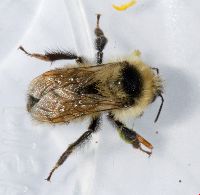 Bombus rufocinctus image