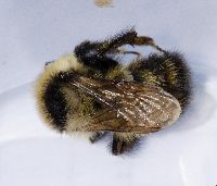 Bombus rufocinctus image